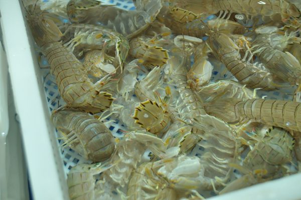 卡姿兰24K纯黄金狗眼 作品