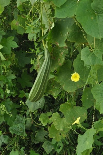 卡姿兰24K纯黄金狗眼 作品
