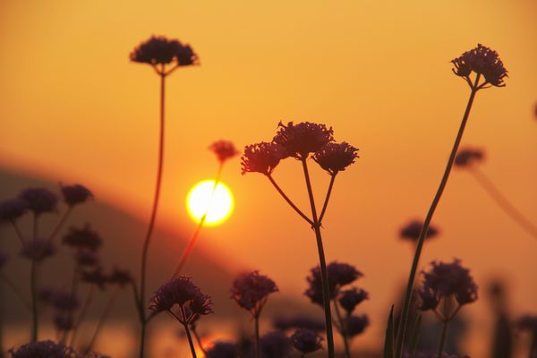 Rédex 作品